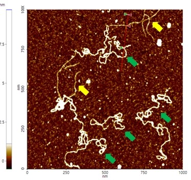 afm-image-plasmids