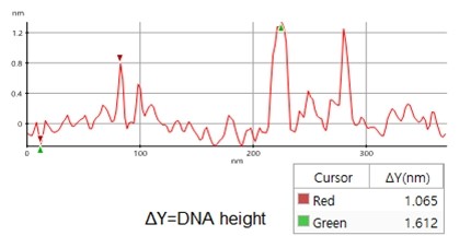 afm-line-profile-plasmid